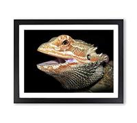 Bearded Dragon Lizard Modern Framed Print | A2 Black Framed Wall Art | Ready to Hang | Modern Nature Picture | Living Room Bedroom Lounge Office