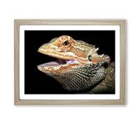 Bearded Dragon Lizard Modern Framed Print | A2 Oak Framed Wall Art | Ready to Hang | Modern Nature Picture | Living Room Bedroom Lounge Office