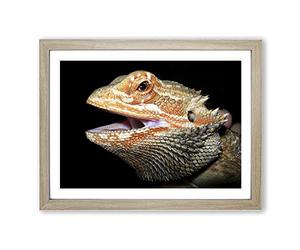 Bearded Dragon Lizard Modern Framed Print | A2 Oak Framed Wall Art | Ready to Hang | Modern Nature Picture | Living Room Bedroom Lounge Office