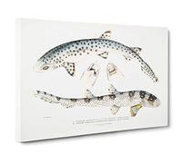 Bearded Sharks by John Edward Gray Canvas Print | Gallery Wrapped 30mm Frame Wall Art | 30x20 inches | Ready to Hang | Modern Animal Picture | Living Room Bedroom Lounge Office