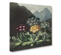 Bears Ear Flowers by Robert John Thornton Vintage Canvas Wall Art Print Ready to Hang, Framed Picture for Living Room Bedroom Home Office Décor, 20x20 Inch (50x50 cm)