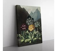 Bears Ear Flowers By Robert John Thornton Vintage Canvas Wall Art Print Ready to Hang, Framed Picture for Living Room Bedroom Home Office Décor, 76x50 cm (30x20 Inch)