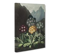 Bears Ear Flowers By Robert John Thornton Vintage Canvas Wall Art Print Ready to Hang, Framed Picture for Living Room Bedroom Home Office Décor, 30x20 Inch (76x50 cm)