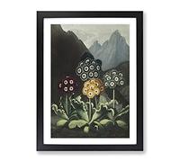 Bears Ear Flowers By Robert John Thornton Vintage Framed Print | A3 Black Framed Wall Art | Ready to Hang | Classic Floral Picture | Living Room Bedroom Lounge Office