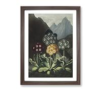 Bears Ear Flowers By Robert John Thornton Vintage Framed Wall Art Print, Ready to Hang Picture for Living Room Bedroom Home Office Décor, Walnut A3 (34 x 46 cm)