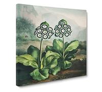 Bears Ear Plant by Robert John Thornton Canvas Print | Gallery Wrapped 30mm Frame Wall Art | 14x14 inches | Ready to Hang | Retro Floral Picture | Living Room Bedroom Lounge Office