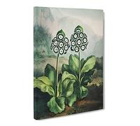 Bears Ear Plant By Robert John Thornton Canvas Print | Gallery Wrapped 30mm Frame Wall Art | 20x14 inches | Ready to Hang | Retro Floral Picture | Living Room Bedroom Lounge Office