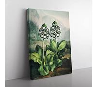 Bears Ear Plant By Robert John Thornton Vintage Canvas Wall Art Print Ready to Hang, Framed Picture for Living Room Bedroom Home Office Décor, 60x40 cm (24x16 Inch)