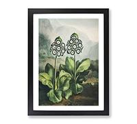 Bears Ear Plant By Robert John Thornton Vintage Framed Print | A2 Black Framed Wall Art | Ready to Hang | Classic Floral Picture | Living Room Bedroom Lounge Office
