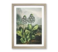 Bears Ear Plant By Robert John Thornton Vintage Framed Print | A2 Oak Framed Wall Art | Ready to Hang | Classic Floral Picture | Living Room Bedroom Lounge Office