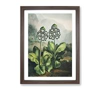 Bears Ear Plant By Robert John Thornton Vintage Framed Print | A2 Walnut Framed Wall Art | Ready to Hang | Classic Floral Picture | Living Room Bedroom Lounge Office