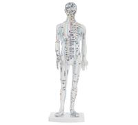 Beatifufu Human Acupuncture Training Model Male Meridian Pressure Point Mannequin for Chinese Medicine Education and Practitioner Practice White Full Body Display