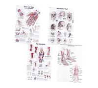 Beatifufu Human Dissection Anatomy Posters 4pcs Set for Science Education Office Laboratory Wall Art Muscle and Bone Figure Prints