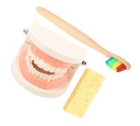 Beatifufu Standard Teeth Model Brushing Teaching for Denture Practice Model Hand-eye Coordination Educational Tool to Prevent Tooth Decay Random Color