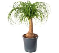Beaucarnea Nolina (Pony Tail Palm) - Large Indoor Air-Purifying Real Evergreen, Tall & Low Maintenance