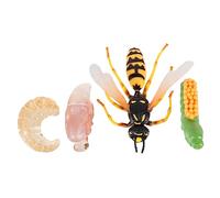Beaupretty 1 Set Educational Simulation Wasp Evolution Model Realistic Life Cycle Figures for Boys for Nature Exploration and Learning Activities