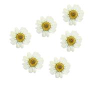 Beaupretty 12pcs Natural White Dried Daisy Flowers Pressed for Handmade DIY Accessories with Beautiful Lifelike Style, for Cell Phone Case and Art Glass Craft, for Weddings and Company