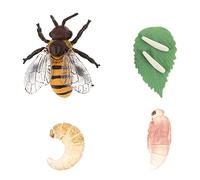 Beaupretty 1Set Decorative Honey Cycle Models Cognitive Plaything Educational Insect for Learning and Fun Safe and Environmental Protection Design