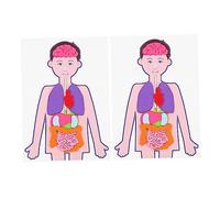 Beaupretty 2 Sets Human Organs Teaching Props Cognitive Learning for Easy to Assemble Educational Anatomy Model for Preschool Home School Teaching