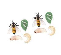 Beaupretty 2 Sets Realistic Bee Growth Cycle Model Educational Simulation Insect Miniature Display for Learning Life Stages Biology Teaching Tool
