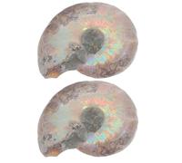 Beaupretty 2Pcs Natural Ammonite Specimen Slices 3-4Cm Educational Science Models for Learning and Collection, Fun Ammonite Decor for Home and Classroom Display