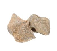 Beaupretty 2pcs Natural Specimens Shell Adornment Educational Paleontology Models for Boys and Girls Home Decoration