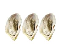 Beaupretty 3Pcs Realistic Simulation Oysters Model Set Artificial Seafood Decoration Kitchen Display Props for Cabinet and Home Display