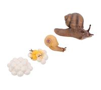 Beaupretty 4Pcs Snail Growth Cycle Figurines Educational for Vivid Design Life Cycle Decor for Home Garden and Rooms Engaging Learning Tool