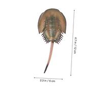 Beaupretty Animal Display Model Horseshoe Crab Evolution Science Cognition for Educational Early Learning Tool Interactive Parent Play