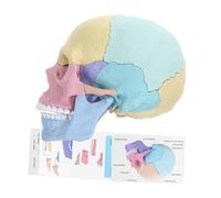 Beaupretty Detachable Human Skull Anatomy Model Stem Educational Puzzle for Medical Students and Artists Realistic Detailed Skeleton Head for Teaching and Artistic Study