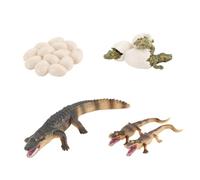 Beaupretty Educational Amphibian Growth Cycle Model Plastic Artificial Plaything for Teaching Aid for Intelligence Development and Home Decoration Gift