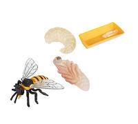 Beaupretty Educational Bee Growth Cycle Models for Lightweight Plastic Cognitive Kit Enhances Biological Understanding and Early Learning Skills