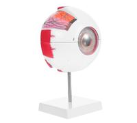 Beaupretty Enlarged Realistic Eye Anatomy Model with Numbered Detachable Parts and Stand Medical Teaching Human Ocular Cross Section for Science Classroom and Optometry Education