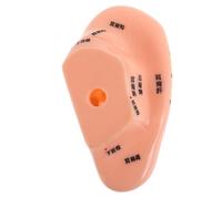 Beaupretty Female Ear Model Acupuncture Points Realistic Silicone for Massage Training Prosthetic Needs