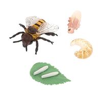 Beaupretty Honey Bee Growth Cycle Model Educational Plastic Playthings for Boys and Girls Preschool Science Teaching Toy Simulation Insect Life Stage Learning Set