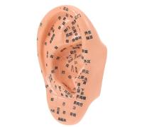Beaupretty Human Ear Model for Acupuncture and Ear Acupressure Training, PVC Material with Writing Indicating Reflex Points and Massage Locations, Teaching Tool for Auricle Massage