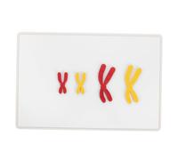 Beaupretty Magnetic Chromosome Change Model Biology Teaching Aid Detailed Accurate Cell Model for School Biology Classes Effortless Assembly and Disassembly