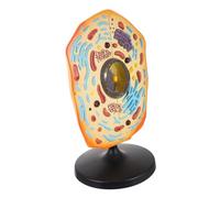 Beaupretty Middle School Animal Cell Model Teaching Aid Display Biological Structure Educational Tool for Students and Teachers with Detailed Design for Easy Learning
