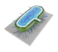 Beaupretty Middle School Bacteria Cell Models Detailed Anatomical Microorganism Teaching Aid for Biology Education Accurate Microstructure Display for School Science Classrooms