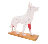 Beaupretty Professional Dog Acupuncture Anatomy Model for Teaching Veterinary Students Canine Body Acupoint Study Tool Medical School Laboratory Supplement for Animal Acupuncture Practice