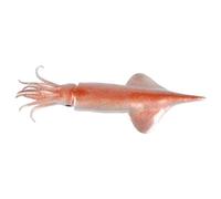 Beaupretty Realistic Artificial Squid Model Simulation Sea Animal Figure for Tabletop Decoration Crafted From Wear Resistant Lightweight and Unique Design for Dining Table Display
