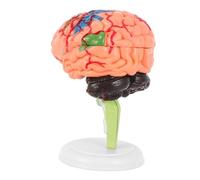 Beaupretty Scientific Human Brain Model with Base Anatomical Cranial Teaching Tool for Medical Nursing and Science Education Detailed Structure Display for Classroom and Laboratory Use