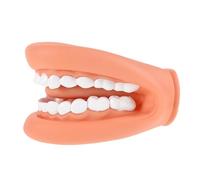 Beaupretty Standard Teeth Model for Teaching and Brushing Training Realistic Mouth Puppet for Kindergarten and School Education and Easy to Use Oral Anatomy Display