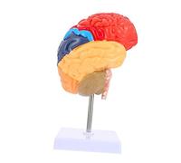 Beaupretty Vivid Human Brain Model Teaching Brain Model Anatomical Display for Medical Education Neuroscience Physiology Training in Schools and Nursing Institutes