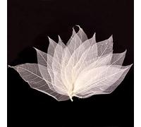 Beautiful and White Real Dried Pressed Skeleton Leaves Natural Magnolia Leaf Large for Scrapooking Arts Crafts DIY Embellishments (50Pcs)