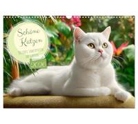 Beautiful cats. Popular velvet paws in the garden UK-Version (Wall Calendar 2026 DIN A3 Landscape), CALVENDO 12 Month Wall Calendar