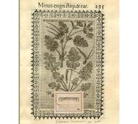 Beautiful composition notebook : College Ruled 100 Pages - 7.5" x 9.25": A beautiful notebook with a very old Herbarium illustration from 1616 (plants series blue cliff)