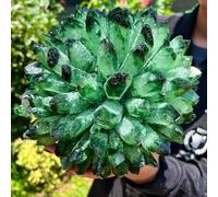 Beautiful Green Phantom Crystal Cluster Rough Patchwork (Size : 800-900g) Gemstone Stone