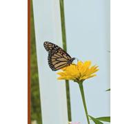 Beautiful Monarch: Notebook for writing, taking notes, journaling, etc., 6x9, 120 lined pages
