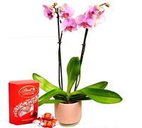 Beautiful Orchid Live Houseplant With Chocolates - Twin Spiked Phalaenopsis Gift For Mother's Day, Birthday, Easter, Valentines